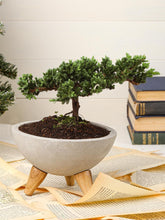 mini-bonsai-de-pino-planta-de-la-eternidad-maceta-concreto-regalos-de-condolencias-regalos-de-pesame-regalos-de-cumpleanos-habibi-plantitas_35ad0685-3033-4f6a-af7c-4ab734b95cee.jpg